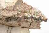 Fossil Running Rhino (Hyracodon) Lower Skull - Wyoming #216119-6